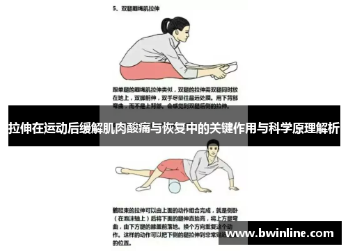 拉伸在运动后缓解肌肉酸痛与恢复中的关键作用与科学原理解析